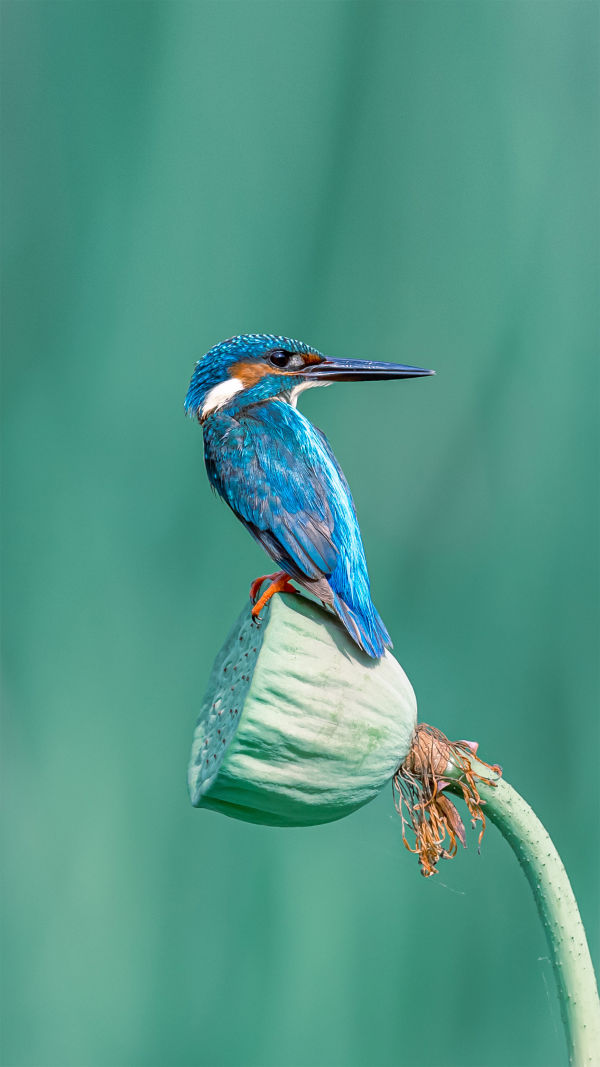 Nature's Fishing Expert