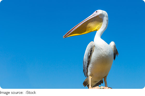 Птицы защищают территории