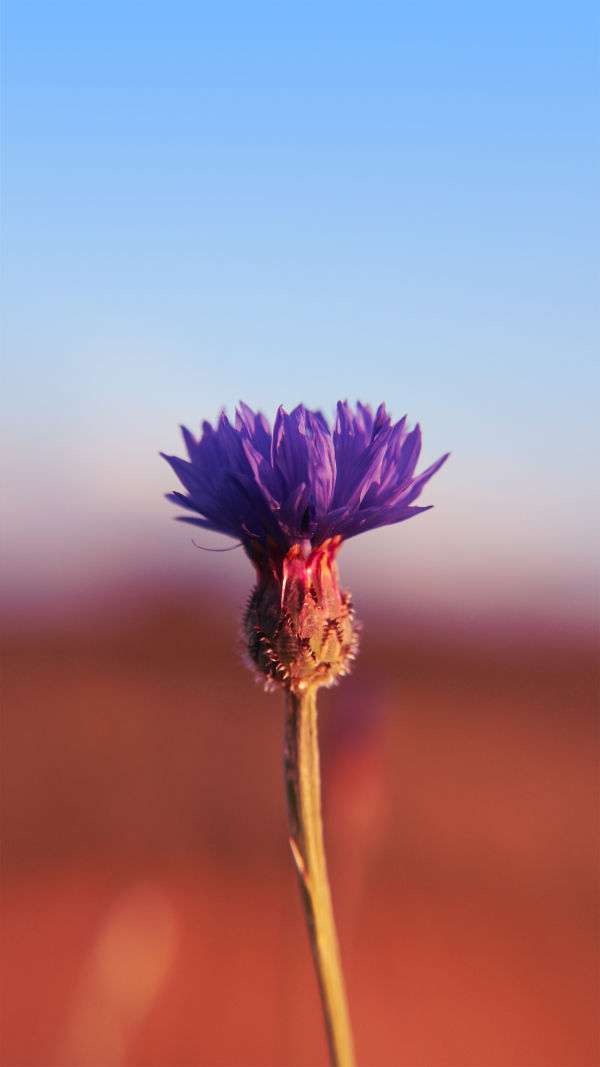 All About Cornflowers