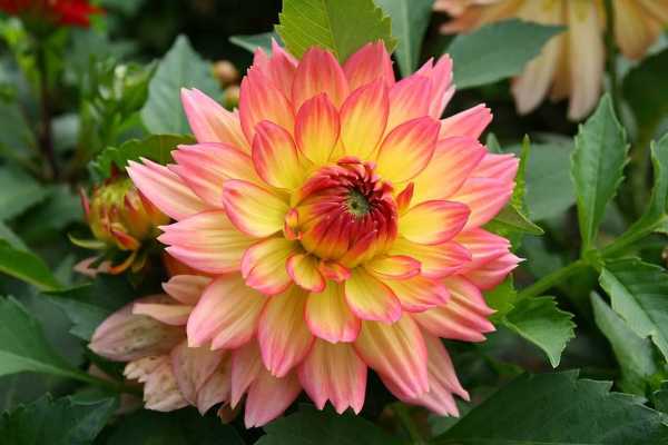 dahlia flower<br>