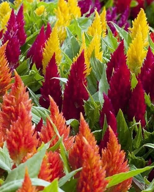 celosia flower<br>