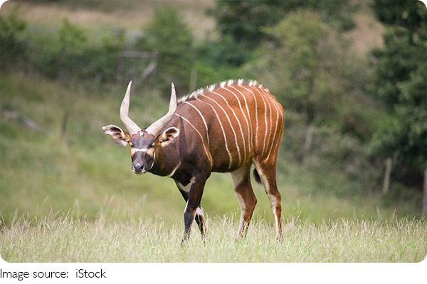 Eyes Over the Savanna