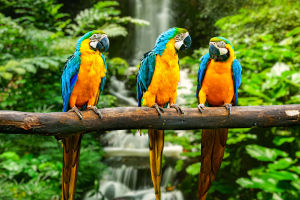 Fascinating Macaw Facts