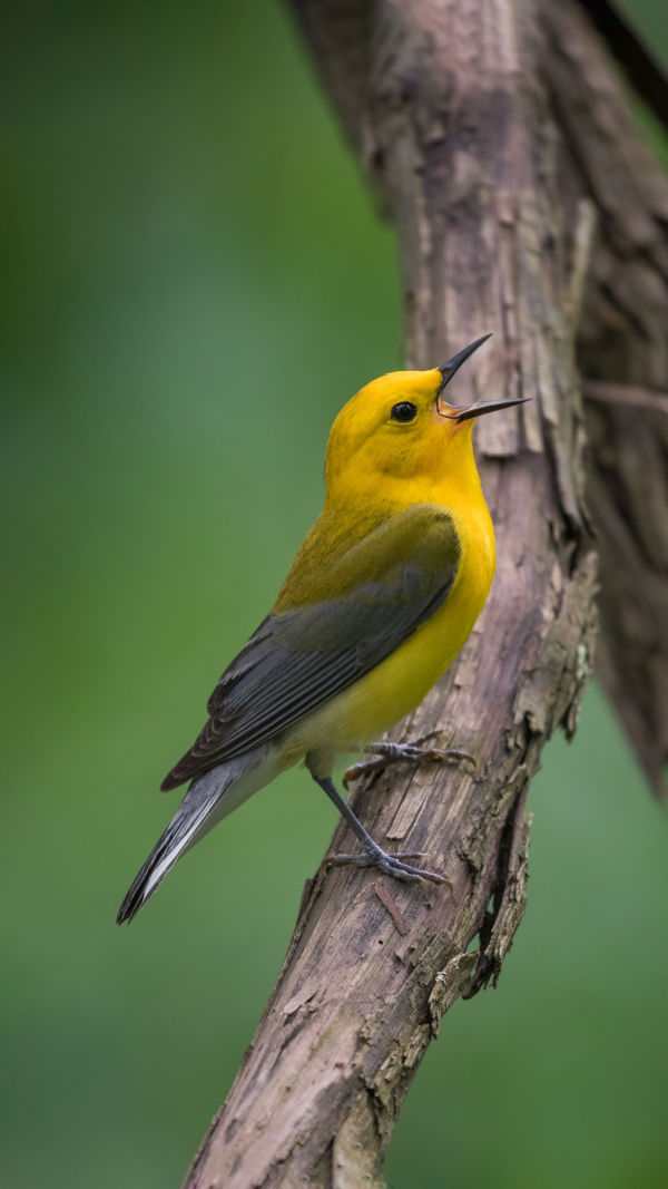 Blue-Winged Yellow Warbler