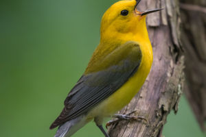 Blue-Winged Yellow Warbler