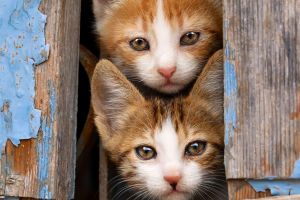 Must-Know for Cat Care