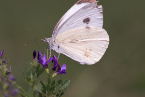 Why Butterfly Matter?
