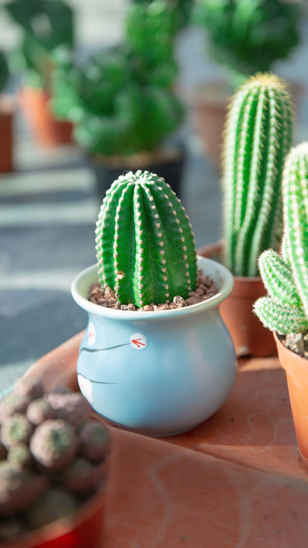 The Most Resilient Plant