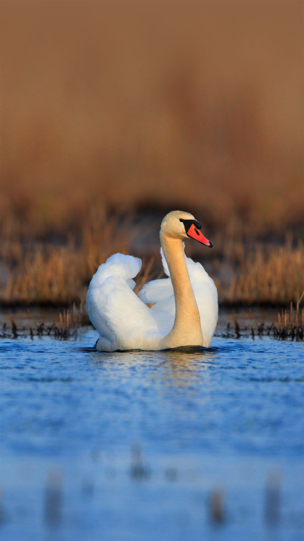 The 8 Swan Species