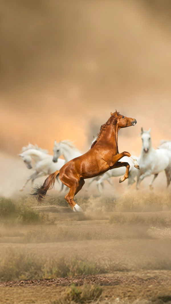 Curious About Horse?