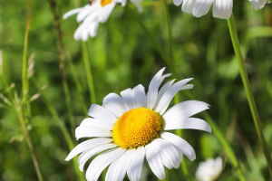 8 Daisies for Your Garden