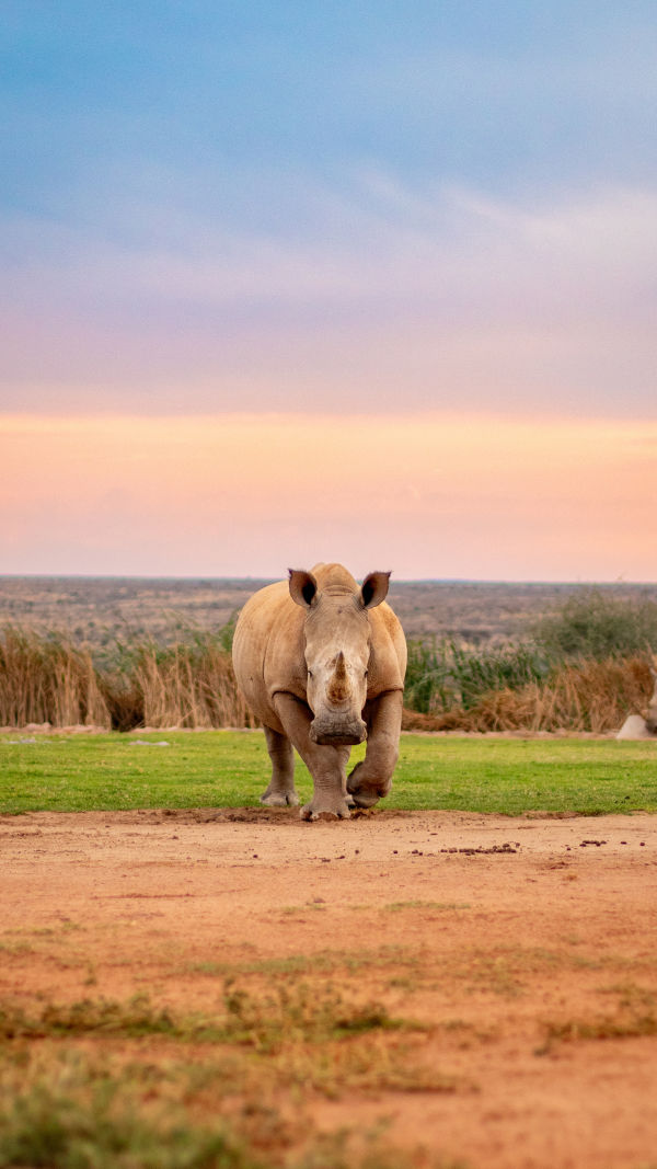 Rhino Rescue