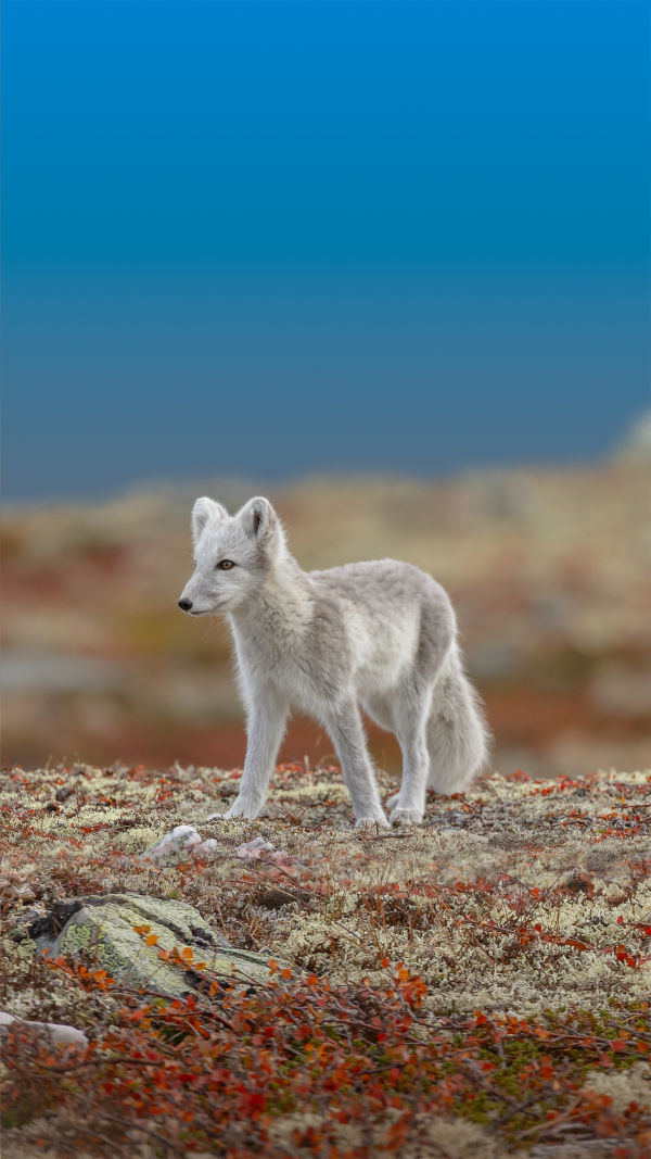 Arctic Fox Survival Secrets