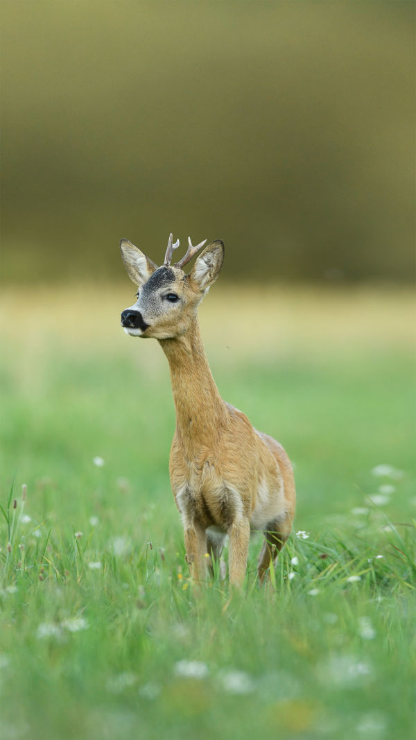 Understanding Roe Deer