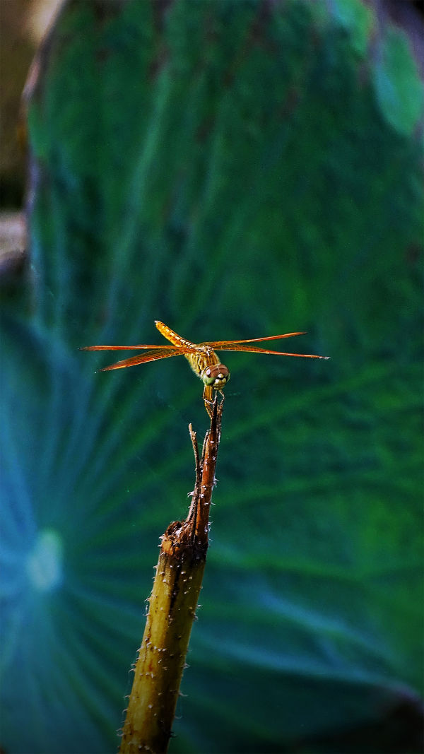Nature’s Pests Hunters