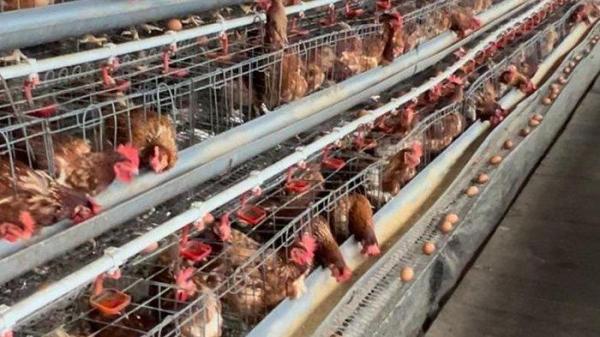 Budidaya ternak ayam petelur Desa Sengkong, Kecamatan Sesayap Hilir, Kabupaten Tana Tidung. (HO/Sulaiman)