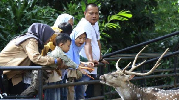 Pengunjung memberi makan rusa tutul saat berlibur di Bandung Zoo atau Kebun Binatang Bandung, Jalan Tamansari, Kota Bandung, Jawa Barat, Kamis (26/12/2024).