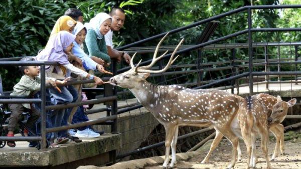 Pengunjung memberi makan rusa tutul saat berlibur di Bandung Zoo atau Kebun Binatang Bandung, Jalan Tamansari, Kota Bandung, Jawa Barat, Kamis (26/12/2024).