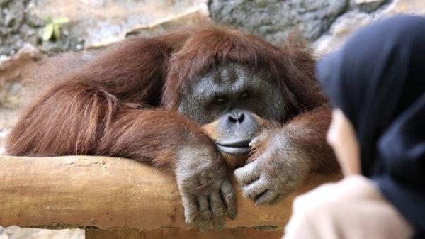 Pengunjung melihat orang utan saat berlibur di Bandung Zoo atau Kebun Binatang Bandung, Jalan Tamansari, Kota Bandung, Jawa Barat, Kamis (26/12/2024).