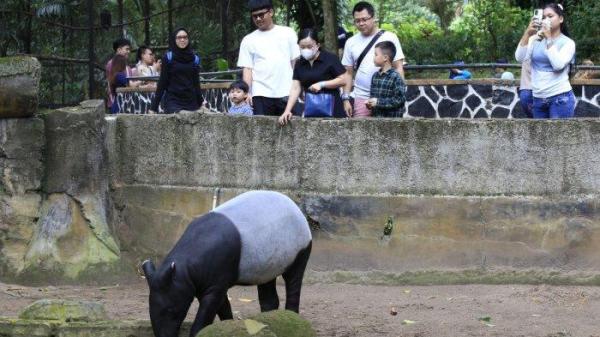 Pengunjung melihat tapir saat berlibur di Bandung Zoo atau Kebun Binatang Bandung, Jalan Tamansari, Kota Bandung, Jawa Barat, Kamis (26/12/2024).