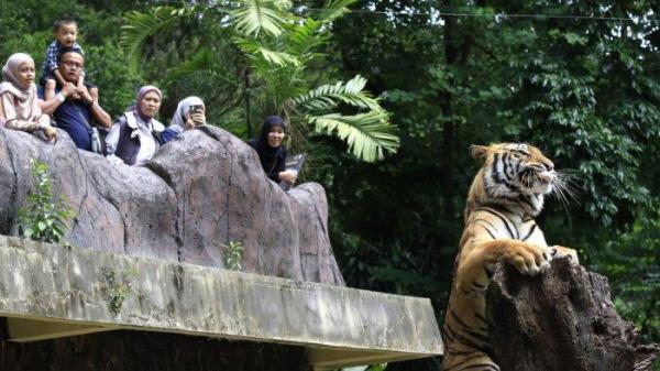 Pengunjung menyaksikan harimau Benggala makan daging ayam yang diberikan petugas saat berlibur di Bandung Zoo atau Kebun Binatang Bandung, Jalan Tamansari, Kota Bandung, Jawa Barat, Kamis (26/12/2024).