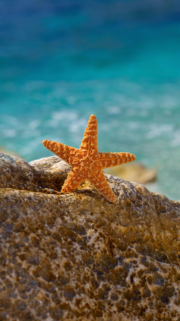 Starfish Secrets