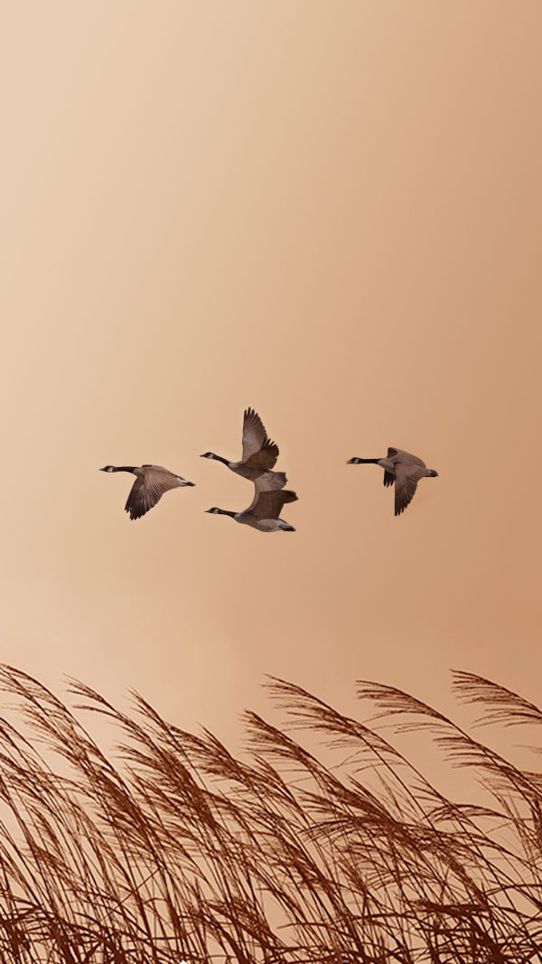 Wild Goose or Canada Goose