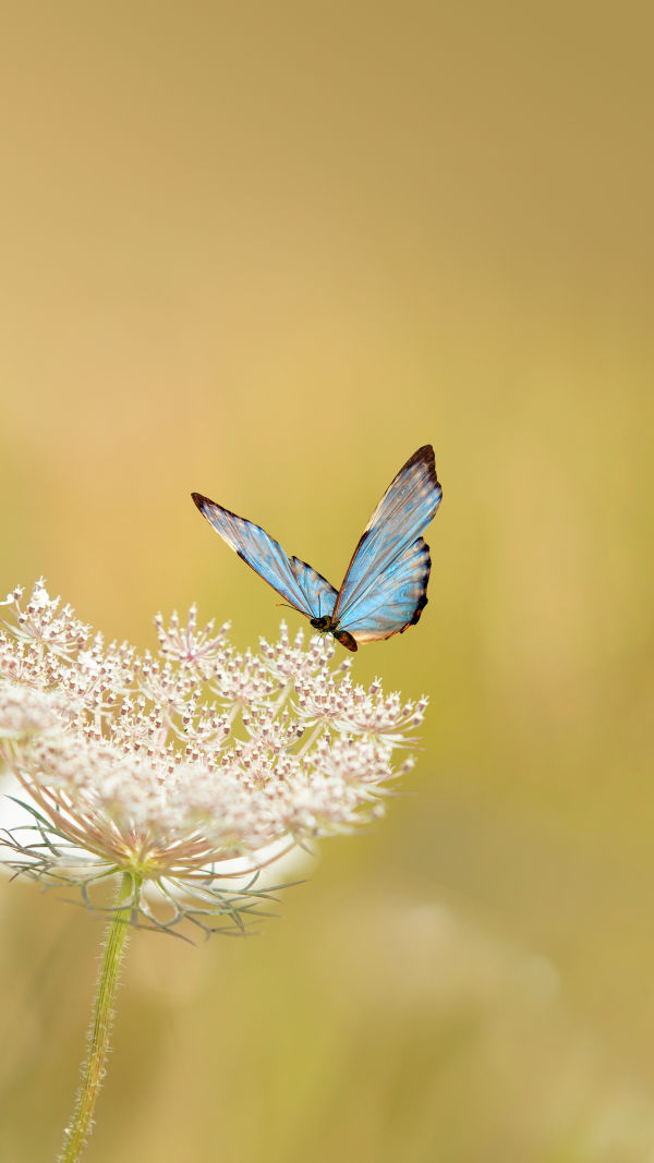 Butterfly: Fly High!