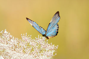 Butterfly: Fly High!