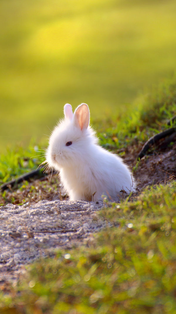 Why Rabbits Are Great Pets?