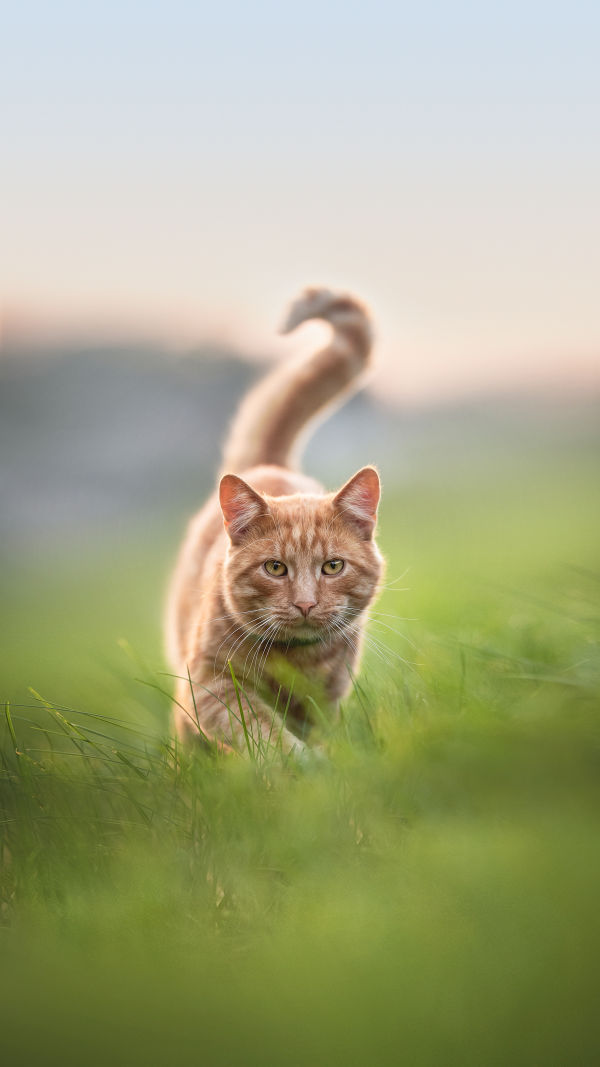 Cats: Crazy Facts!