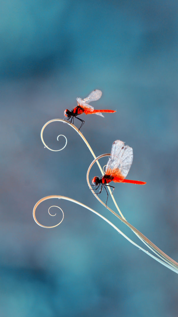 Dragonfly: Environment Ally