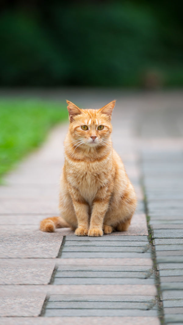 Perfect Cat? Find Out!