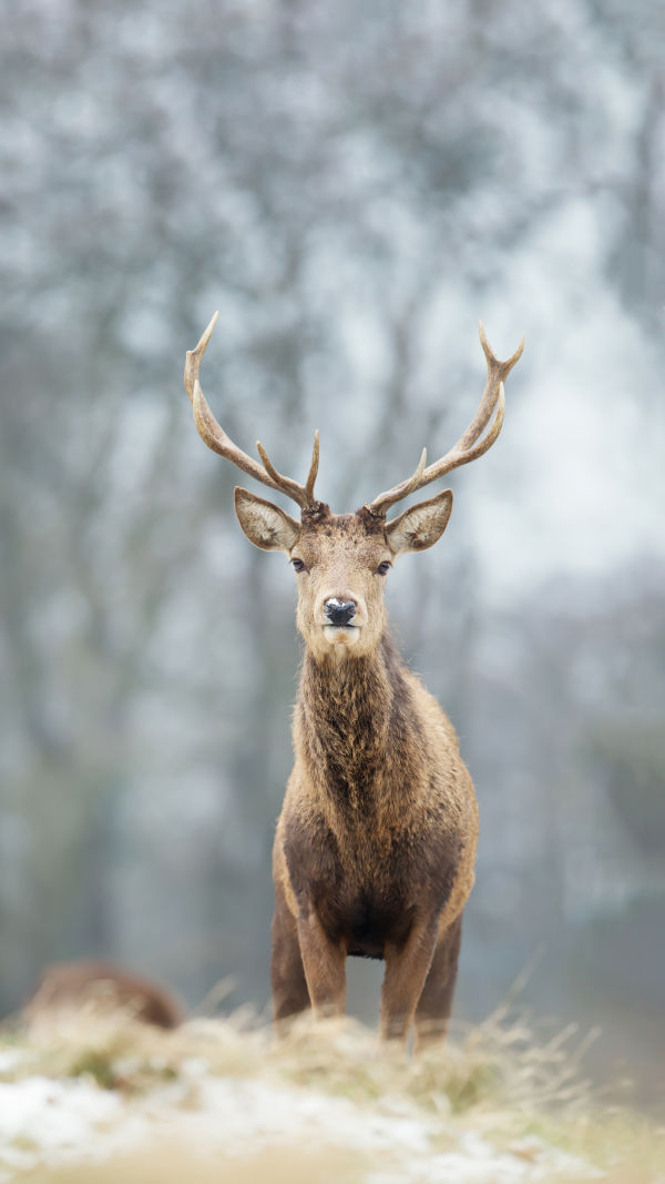 Red Deer Facts