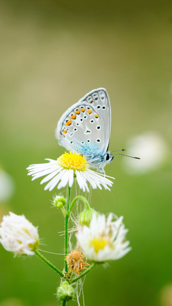 Learn Butterflies