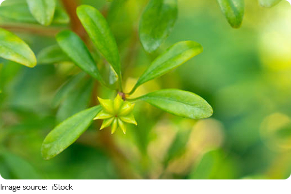 Pflanzen für Renaturierung