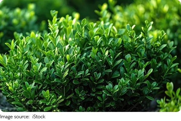 Predicting Plant Growth