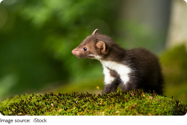 Кража по-хорьковски