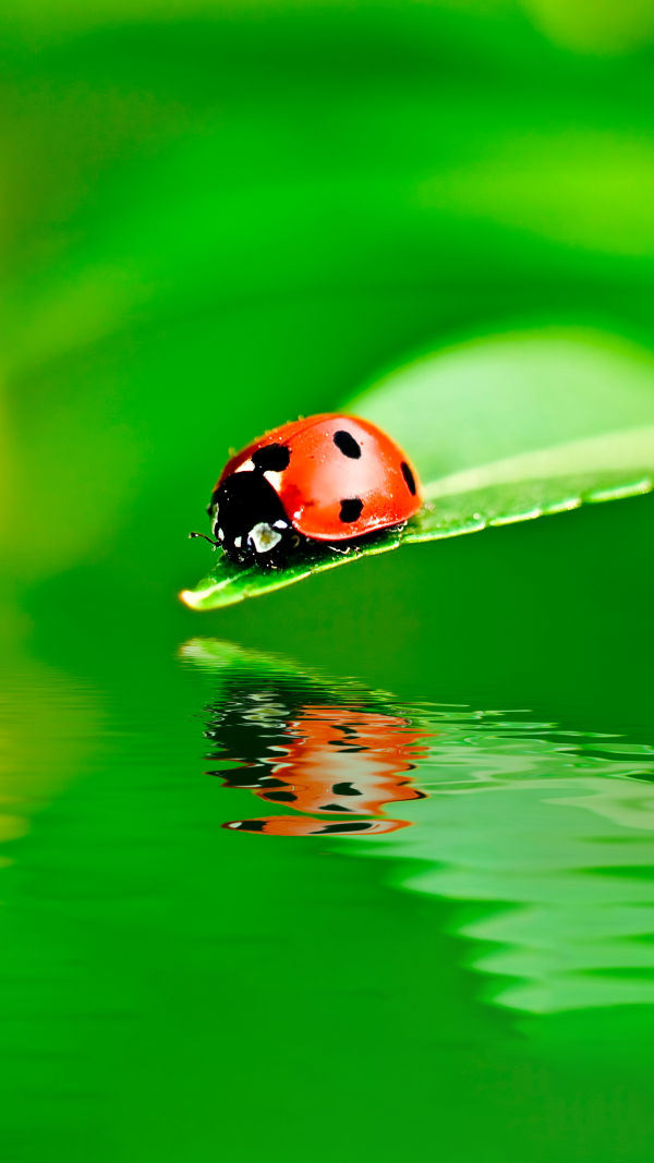 Ladybugs: 9 Facts!