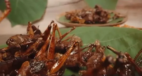 Chef Juna dan Chef Renatta Ketagihan Makan Belalang Goreng di Yogyakarta