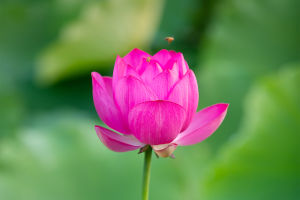 Secret Lotus Magic