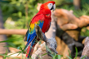 Scarlet Macaws' Magic!