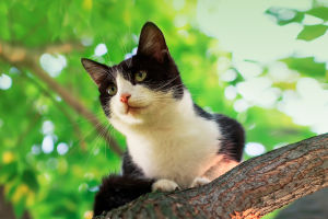 Why Do Cats Love Climbing?
