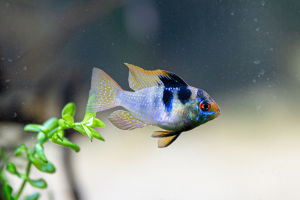 Neon Tetra Fish Facts