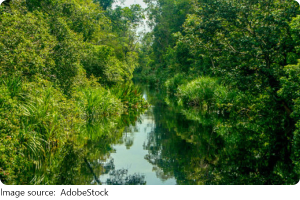 フォレスト・ガンプ (1994)