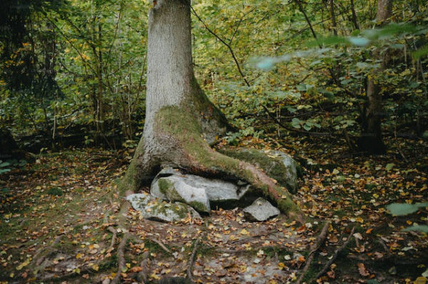 Ilustrasi Manfaat Pohon Cemara, Foto:Unsplash/Unsplash+ Community
