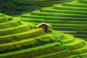 Why Rural Living Wins?