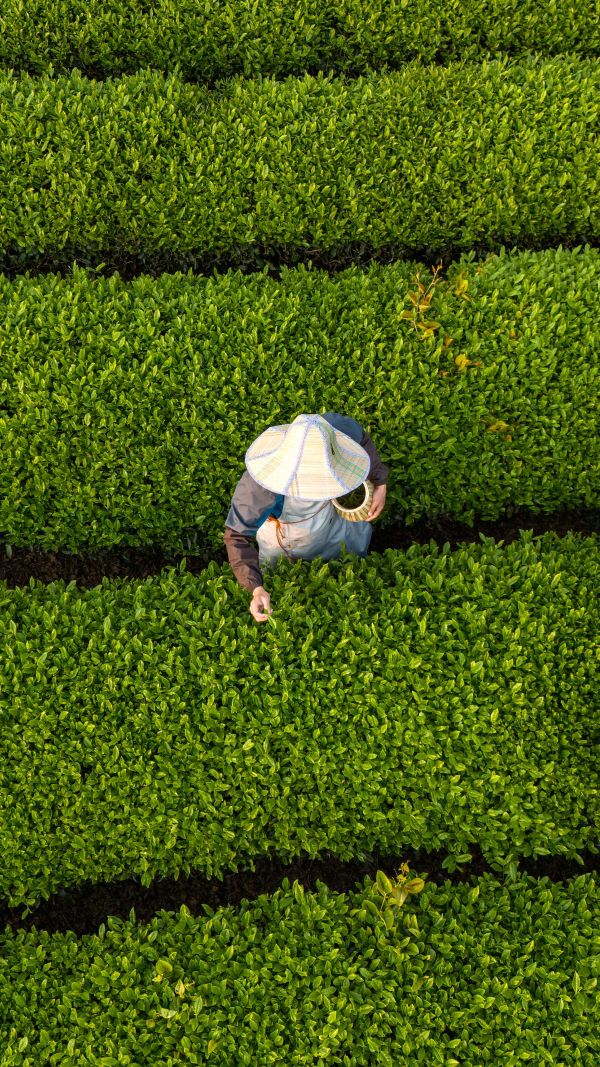 Tea Travel Destinations!