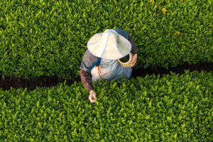 Tea Travel Destinations!