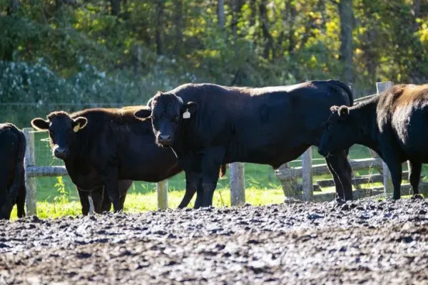 5 Fakta Wagyu A5, Daging Sapi Jepang Premium yang Super Juicy